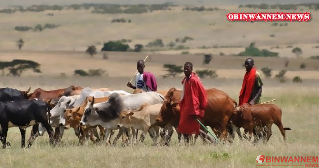 Anambra: Miyetti Allah laments 30 herdsmen, 322 cows missing
